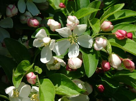 dwarf crabapple tree for sale.